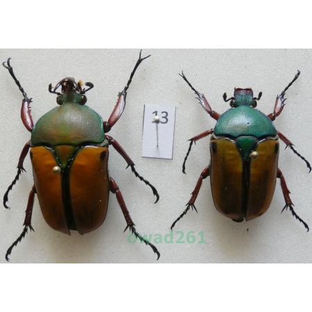 Eudicella smithii (MacLeay, 1838) pair ex. ovo Zair13